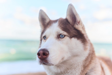 Portrait of redhead husky dog with blue eyes on the background of the of a sandy slope