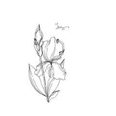 Vector Iris floral botanical flowers. Black and white engraved ink art. Isolated irises illustration element.