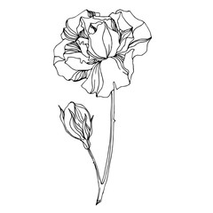 Vector Roses floral botanical flowers. Black and white engraved ink art. Isolated rose illustration element.