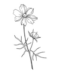 Vector wildflower floral botanical flowers. Black and white engraved ink art. Isolated wildflowers illustration element.