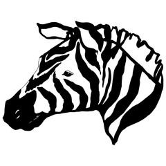 Vector Exotic zebra wild animal isolated. Black and white engraved ink art. Isolated animal illustration element.