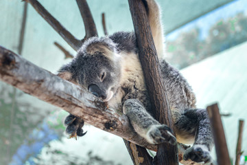 Beautiful close-up of a cute koala bear sitting on an eucalyptus tree. Wild life animal in nature. Queensland, Australia.