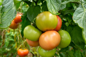 Tomatoes field greenhouse, Antalya / Turkey