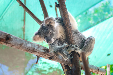 Beautiful close-up of a cute koala bear sitting on an eucalyptus tree. Wild life animal in nature. Queensland, Australia. © SeaRain