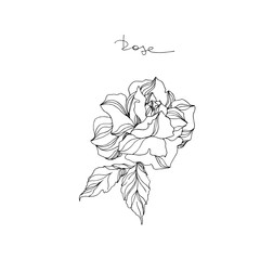 Vector Rose floral botanical flower. Black and white engraved ink art. Isolated rose illustration element.