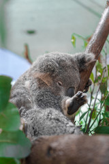 Beautiful close-up of a cute koala bear sitting on an eucalyptus tree. Wild life animal in nature. Queensland, Australia.