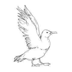 Vector Sky bird seagull isolated. Black and white engraved ink art. Isolated seagull illustration element.