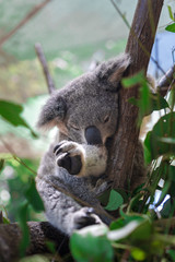 Fototapeta premium Beautiful close-up of a cute koala bear sitting on an eucalyptus tree. Wild life animal in nature. Queensland, Australia.
