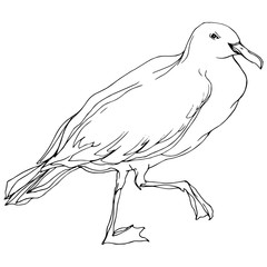 Vector Sky bird seagull in a wildlife. Black and white engraved ink art. Isolated seagull illustration element.