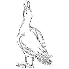 Vector Sky bird seagull in a wildlife. Black and white engraved ink art. Isolated seagull illustration element.