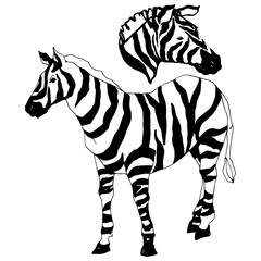 Naklejka na ściany i meble Vector Exotic zebra wild animal isolated. Black and white engraved ink art. Isolated animal illustration element.