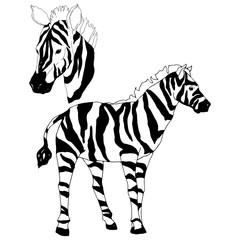 Vector Exotic zebra wild animal isolated. Black and white engraved ink art. Isolated animal illustration element.