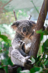 Beautiful close-up of a cute koala bear sitting on an eucalyptus tree. Wild life animal in nature. Queensland, Australia.