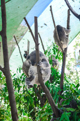 Cute koala bears sleeping on eucalyptus trees. Wild life animals in nature. Queensland, Australia.
