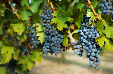 Bunches of grapes on the grape vine