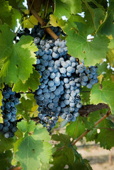 Bunches of grapes on the grape vine