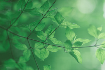 Green Leaves natural background