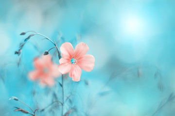 Beautiful pink flax flower on a turquoise blue background, toned image. Natural spring art background. Selective soft focus. - obrazy, fototapety, plakaty