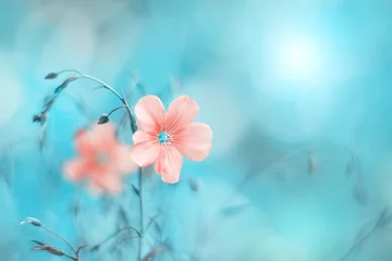 Schöne rosa Flachsblume auf türkisblauem Hintergrund, getöntes Bild. Hintergrund der natürlichen Frühlingskunst. Selektiver weicher Fokus. © Yulia