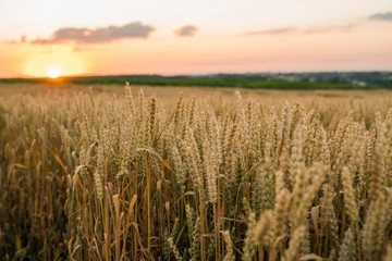 Wheat field. Golden ears of wheat on the field. Background of ripening ears of meadow wheat field. Rich harvest. Agriculture of natural product.