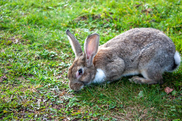 A light brown rabbit eats grass. A rabbit is sitting on the green grass. Rabbit among the grass on a summer day.