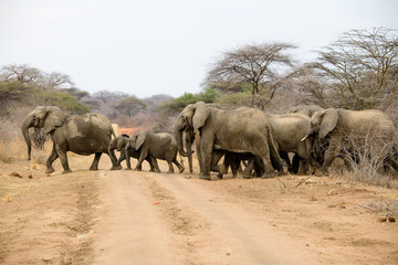 Obraz premium African elephants crossing the road