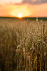 Wheat field. Golden ears of wheat on the field. Background of ripening ears of meadow wheat field....