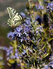 insect in its habitat made with macro