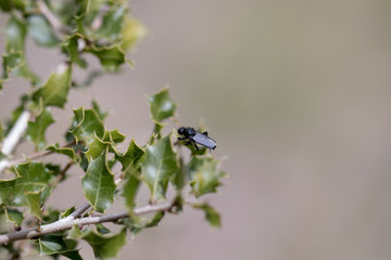 insect in its habitat made with macro