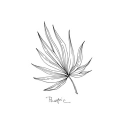Vector Palm beach tree leaves jungle botanical. Black and white engraved ink art. Isolated leaves illustration element.