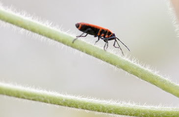 insect in its habitat made with macro