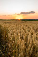 Wheat field. Golden ears of wheat on the field. Background of ripening ears of meadow wheat field. Rich harvest. Agriculture of natural product.