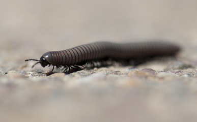 insect in its habitat made with macro