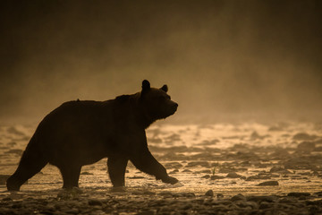 Silhouette of a brown bear (Ursus arctos) in the water at sunrise. Bieszczady Mountains. Poland