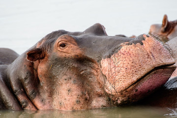 Close up of the face of a hippo