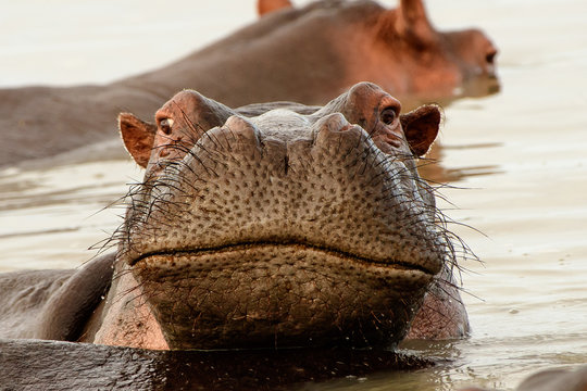 Crooked smile on the face of a hippo