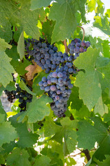 Grapes, vineyard, Izmir / Turkey