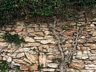 Background, texture of a stone wall with creepers and green vegetation