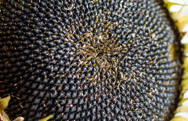 background of black ripe seeds in a dried sunflower flower