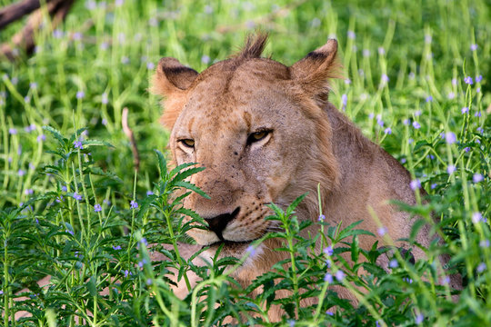 Head of a lion in the long grass