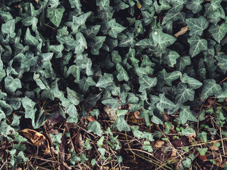 Dark green floral abstract background.