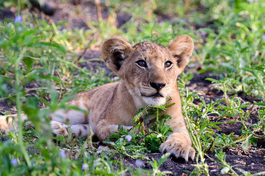 Adventurous lion cub exploring