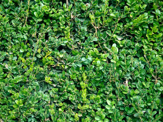Green floral background, sheared boxwood.
