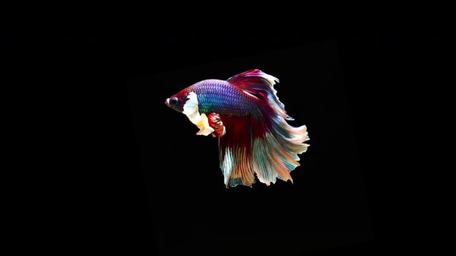 Slow motion of Betta fish, siamese fighting fish isolated on Black background.