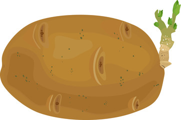 Sprouted potato tuber isolated on white background
