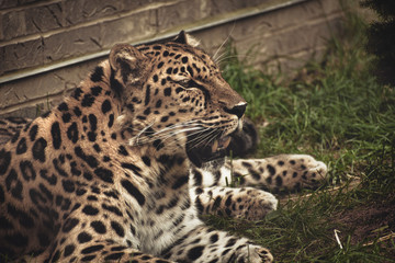 AMUR LEOPARD or PANTHERA PARDUS ORIENTALIS laying against a brick wall in the grass on a sunny day. Spotted cat resting and breathing heavily. Full body profile and portrait