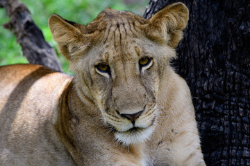 Close up of the face of a lioness