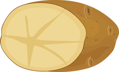 Potato tuber in section isolated on white background