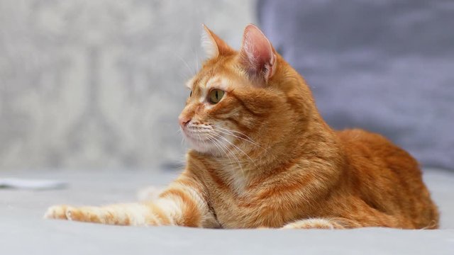 Closeup portrait of red cat lying on the bed and looks around against a gray and blue background.