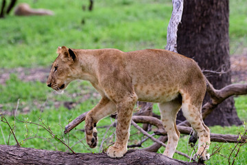 Fototapeta na wymiar Adventurous lion cub exploring